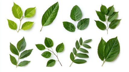 A beautiful set of fresh green leaves from various plants, elegantly isolated on a white background.