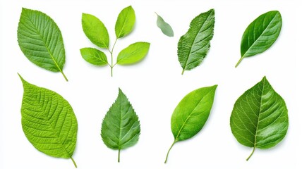 Fototapeta premium A beautiful set of fresh green leaves from various plants, elegantly isolated on a white background.