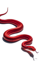 red snake with his red tongue 