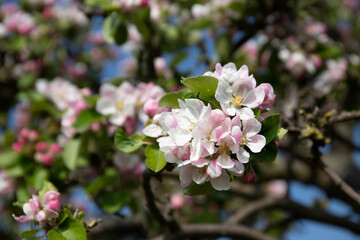 Close-up of wild apple blossom in spring