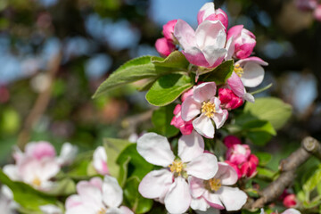 Close-up of wild apple blossom in spring