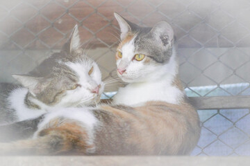 the cats lay on the wooden floor in cage with soft tone