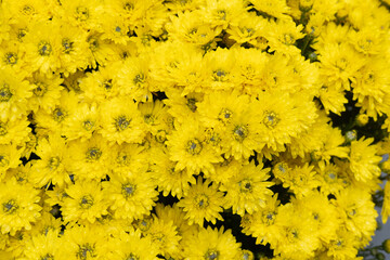 Bright yellow flowers blooming abundantly in a garden during spring