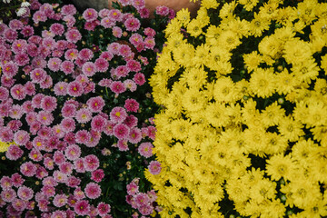 Vibrant pink and yellow chrysanthemums blooming in a sunny garden during autumn
