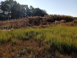 Landscape with colorful grass. In the foreground is green grass against a background of tall yellow reeds and green trees. Natural background from plants.