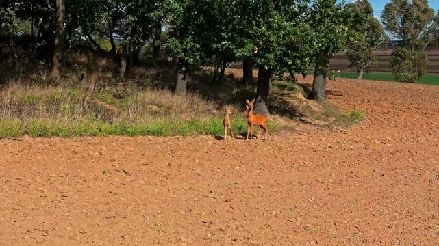 A deer and her young stand at the border of a plowed field and forest. In slow motion, they gaze at the camera before retreating into the woods.