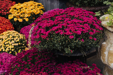 Colorful chrysanthemums in vibrant hues decorate a garden market during autumn season