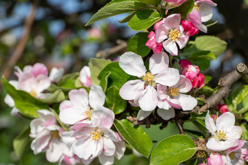 Close-up of wild apple blossom in spring