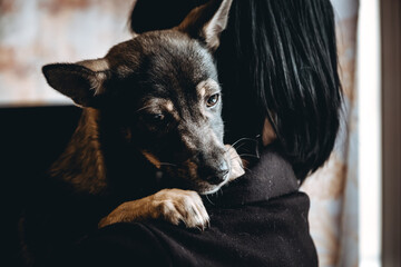 A person holds in his arm a lonely dog with sad look. An abandoned homeless animal in the volunteer...