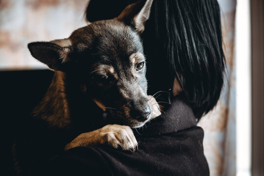 A person holds in his arm a lonely dog with sad look. An abandoned homeless animal in the volunteer helping hands. Grief view. Funeral sorrow. Loneliness concept. Unhappy lost pet waiting died owner