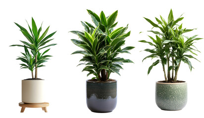 Fototapeta premium Dracaena plant with tall, spiky leaves in a cylindrical ceramic pot, isolated on transparent background