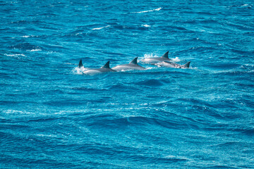 Obraz premium Beautiful view of several spinner dolphins (Stenella longirostris) breaking the water surface showing their dorsal fin off the coast of Mauritius