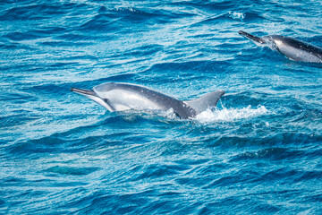 Beautiful view of a spinner dolphin (Stenella longirostris) breaking the surface and jumping out of the water off the coast of Mauritius © schusterbauer.com