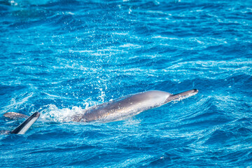 Obraz premium Beautiful view of two spinner dolphins (Stenella longirostris) breaking the water surface off the coast of Mauritius