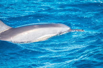 Beautiful view of a spinner dolphin (Stenella longirostris) breaking the water surface off the coast of Mauritius