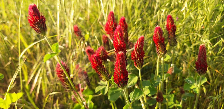 A trifolium incarnatum bush with red flowers blooms in a clearing in the sun's rays. Panorama.