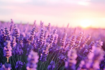 Fototapeta premium Lavender Dreams: Blossoms of Tranquili, generative ai