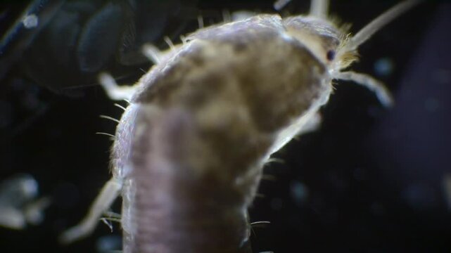 Slow-motion capture of a silverfish under a microscope. The insect&rsquo;s slender, silver body, long antennae, and three bristles at the tail are clearly shown.
