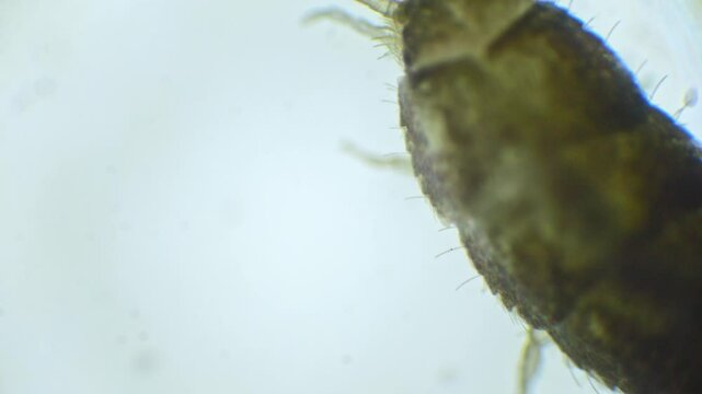 A silverfish insect magnified under a microscope, showing its silver, wingless body, long antennae, and bristles at the tail end, all in slow motion.