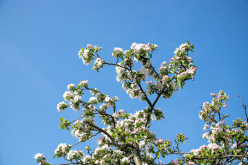 White apple blossoms on the apple tree in spring