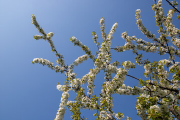 White apple blossoms on the apple tree in spring