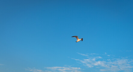 seagull flying soaring. background blue sky.