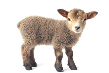 Small cute lamb, isolated on white background
