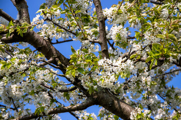 White apple blossoms on the apple tree in spring