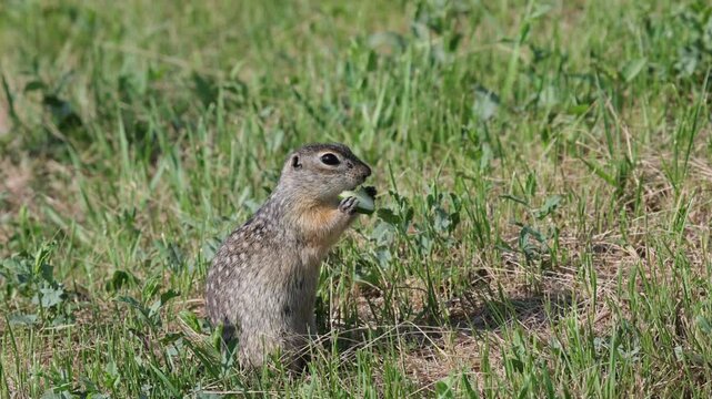 Speckled ground squirrel animal eats cucumber
