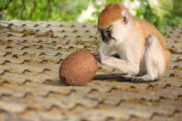 Monkey funny zoo, safari, pet concept