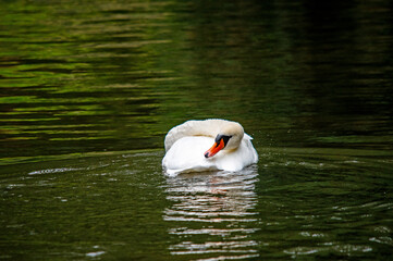 Kopf eines Schwans auf dem Wasser