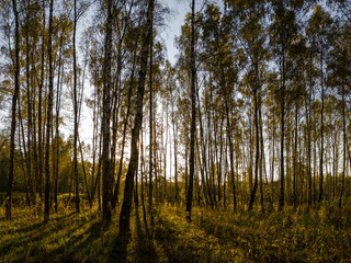 Birch grove with golden leaves in golden autumn, illuminated by the sun at sunset or dawn.