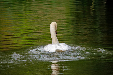 Ein weißer Schwan auf dem Wasser