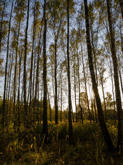 Birch grove with golden leaves in golden autumn, illuminated by the sun at sunset or dawn.