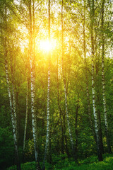 Obraz premium Grove of birches with young green leaves at sunset or sunrise in spring or summer. Vintage film aesthetic.
