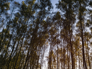 Obraz premium Birch grove with golden leaves in golden autumn, illuminated by the sun at sunset or dawn. Aesthetics of vintage film.