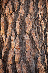 Sequoia's bark in Sequoia National Park