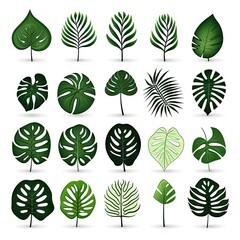 Monstera Leaf Icon Collection, Exotic Leaves Silhouettes, Tropical Plant Symbols, Simple Monstera