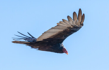 California Condor in the sky of California