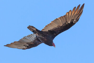 California Condor in the sky of California