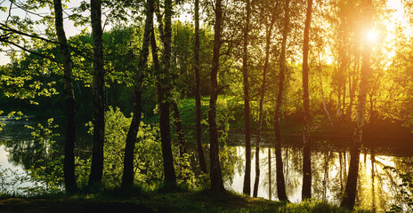 Sunrise or sunset near the pond with birches on a sunny summer day. Vintage film aesthetic.