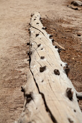 Obraz premium Dead tree on California beach
