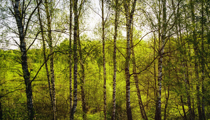Fototapeta premium Sunset or sunrise in a spring birch forest with bright young foliage glowing in the rays of the sun and shadows. Vintage film aesthetic.