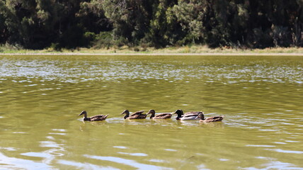 Mallard Ducks and Other Waterfowl Swimming in a Calm Lake, Displaying Natural Behavior in Tranquil...