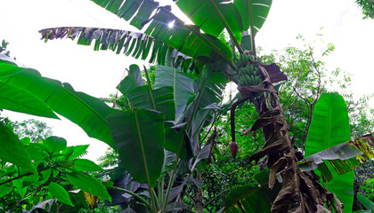 Obraz premium Bananas growing in Ella, Sri Lanka.