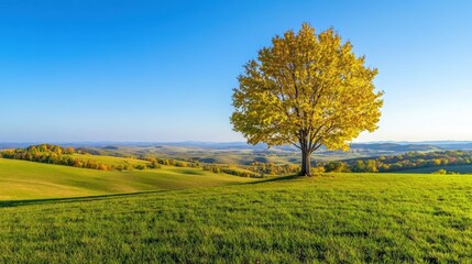 Naklejka premium Solitary Tree Against a Clear Blue Sky Landscape