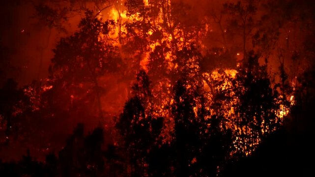Close up shot of wildfire or forest fire blazing huge fire burning trees.