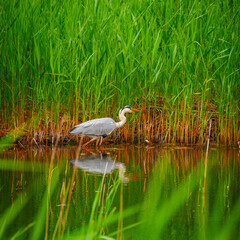 The Great blue heron (Ardea herodias) at the Cardiff Bay Wetlands.