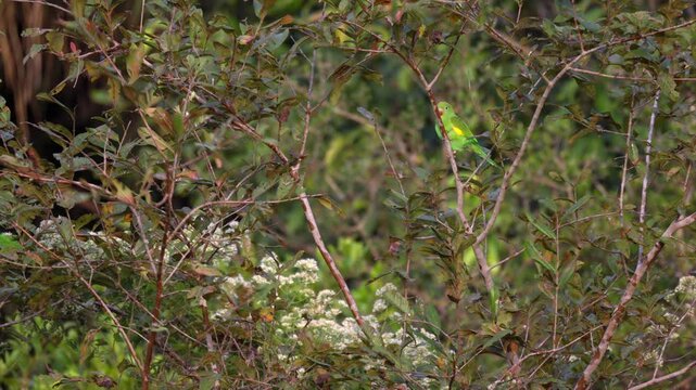 Perched in sun Yellow-chevroned Parakeet parrot bird in rainforest jungle edge