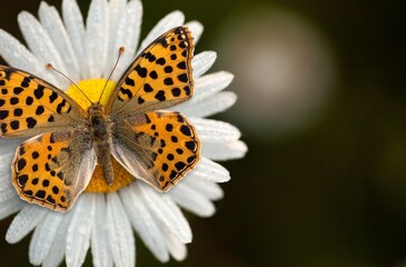 Beautiful wild butterfly on field with flowers